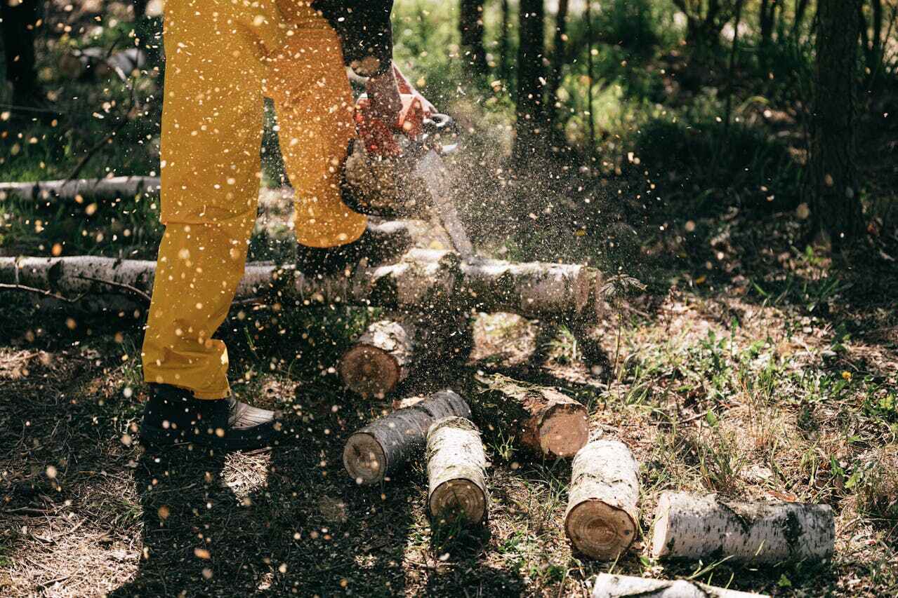 Large Tree Removal